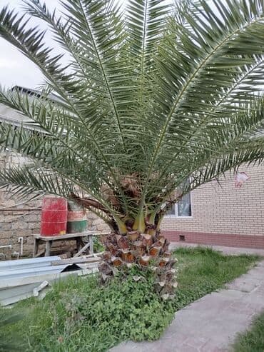 Xurma palmisi (Phoenix dactylifera) – iri, dekorativ bağ ağacı - Növ