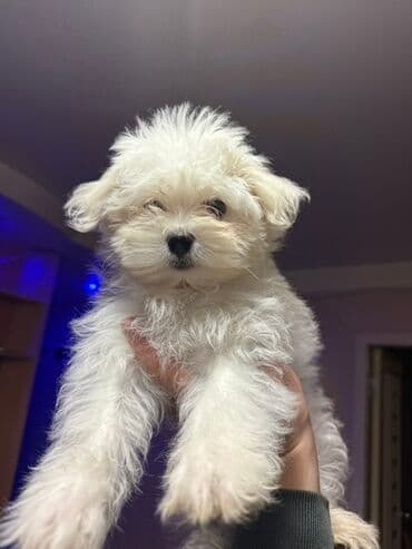 лабрадор баку: Malta bolonka, 3 ay, Dişi — 3