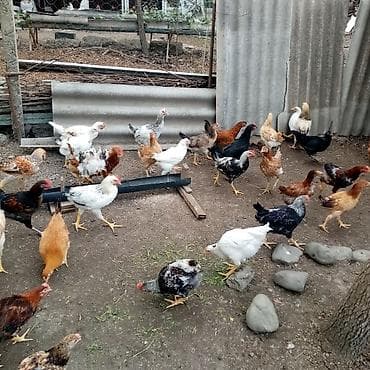 kürd toyuq: Toyuq, Damazlıq — 6