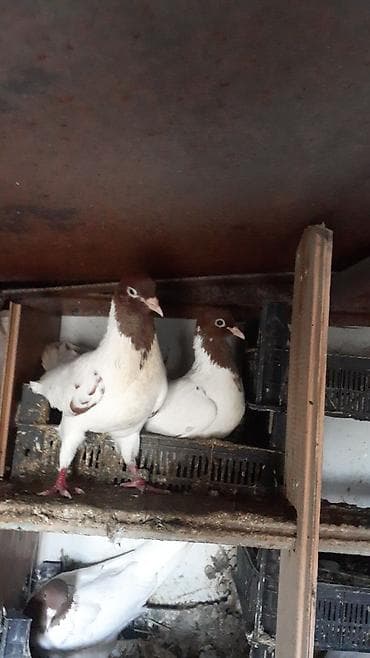 Cut 30 azn. Təsvir: - Rəng çeşidi: ağ, qara-ağ, qəhvəyi-ağ, boz