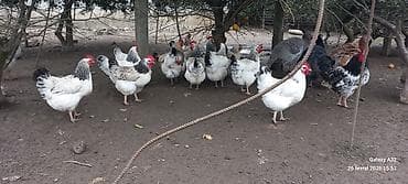 karella quslari: Toyuq, Yumurtalıq — 3