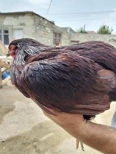 brama toyuqları: Tam sağlam heyvanlardi təmiz qan red islanddir tünd qırmızı rəngdir 1 — 2