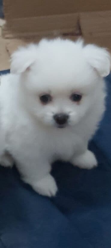 ucuz itlerin satisi: Bolonka, 1 ay — 1