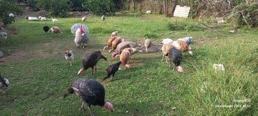 ingilis setter it cinsinin digər adı: Hinduşka sürüsü – müxtəlif rənglər və yaşlar - Təsərrüfat şəraitində — 1