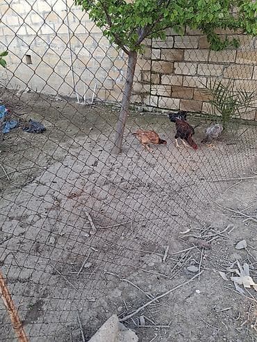 cins ineklerin satisi 2018: Toyuq cücələri, Damazlıq — 7