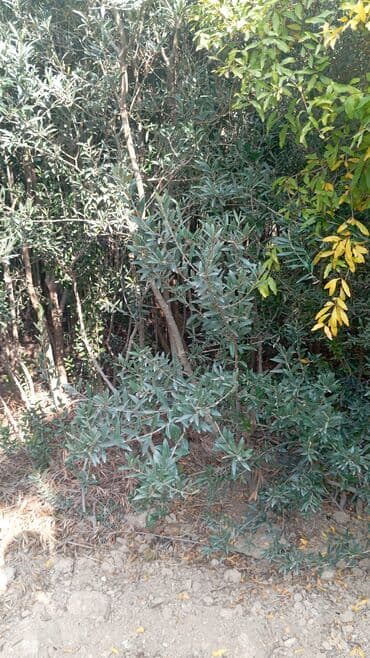palma ağacı satışı: Zeytun ağacı – meyvə verən, sıx budaqlı, dekorativ və məhsuldar sort — 3