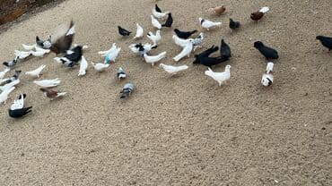 ucuz goyərcin: Məhsul: Ev göyərçinləri sürüsü Təsvir: - Müxtəlif rəng və naxışlarda — 2