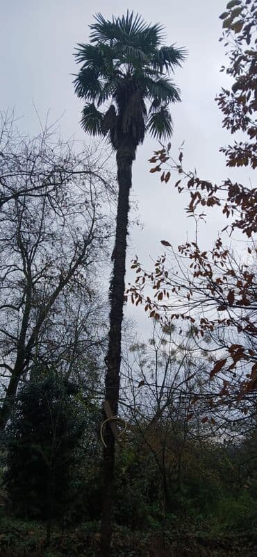 REAL ALICIYA GÖZƏL ENDİRİM VAR Satılır: Hündür palm ağacı