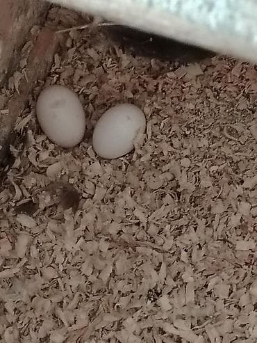 toy quşu: Tutu quşu 3 ədəd 2 ərkəy 1 dişi 2 ədəd yumurtası var vitamin dərmanı — 6