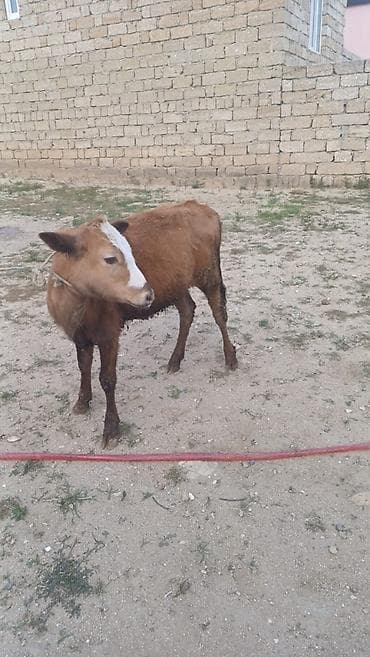 yem qabi: Dana, buzov, Dişi, ay: 5, Damazlıq, Ünvandan götürmə — 1