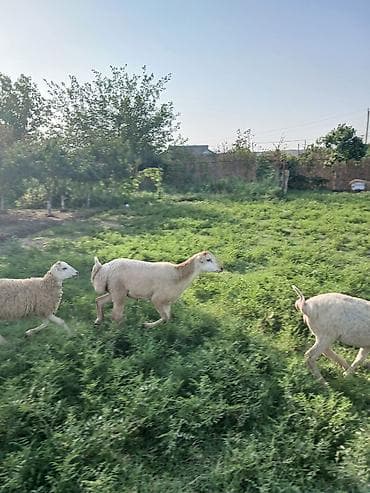 ev heyvanları it: Sağlam qurbanlığa yararlı heyvandı — 4