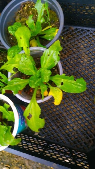 nərgiz gulu: Məhsul: Bellis perennis (İngilis çobanyastığı) – çoxillik dekorativ — 3