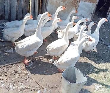 payatnik: Linda kuban qaz cücesi satılır yaxşı baxsan 6-7 kqram et verir bütün — 4