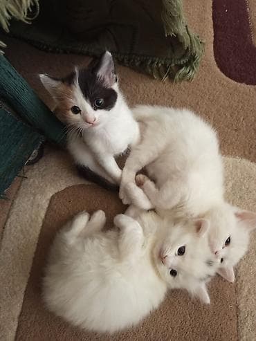 Yaxşı əllərə, Ünvandan götürmə