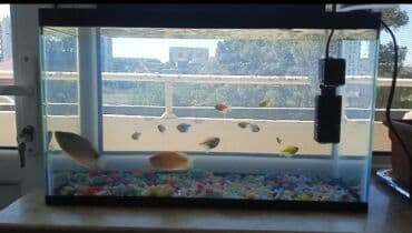 oskar balığı: Balıqlar və akvaryum biryerdə satilir — 8