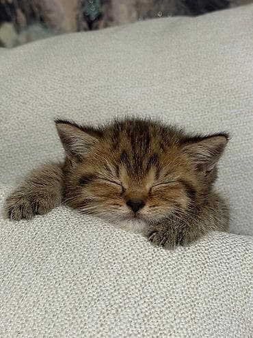 pişik sumkasi: Britan, Erkək — 3