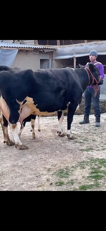 qara mal: Südlük inək və balası - Cins: qara‑ağ (Holştin tipli) süd istiqamətli — 3