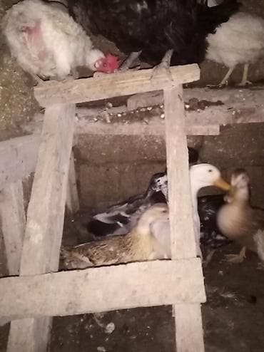 Kənd təsərrüfatı quşları: Dişi, | Kuban, Damazlıq, Ünvandan götürmə — 3