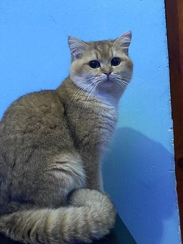 heyvanlarin satisi: Qızıl şinşilla, Erkək — 3