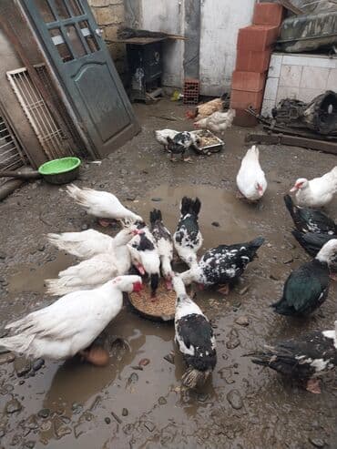 yumurta qoyan heyvanlar: Erkək, | Lal ördək, Ətlik — 6