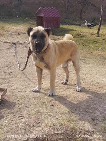 ən gözəl it adları: Satılır fikri ciddi olanlar zəng etsin 060-660-67-00 — 2