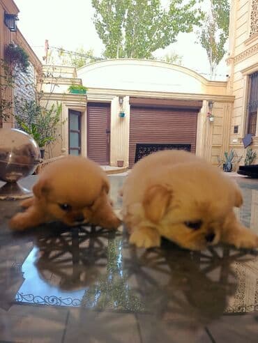 İtlər: Pekines, 2 ay — 3