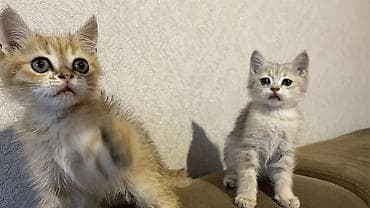 erkek pişik adları: Qızıl şinşilla, Erkək, Dişi — 5