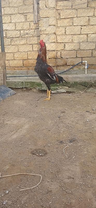 it hekimi bakida: Xoruz, il: 1 — 2