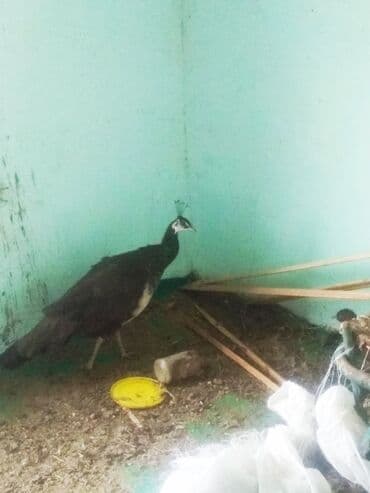 Akvariumlar: Yumurtayan tovuzquşu satıram 300₼ 
nömrə — 1