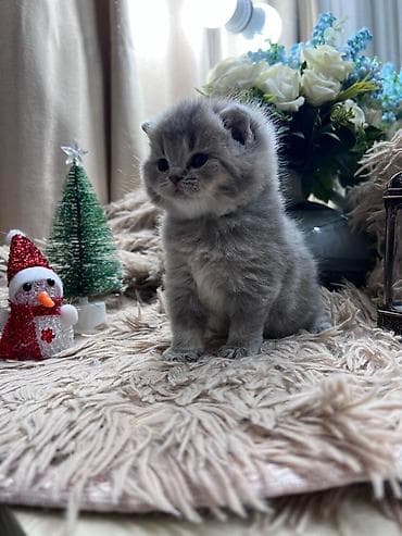 britan pisik: Британская — 2