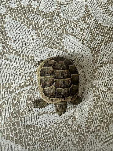 Heyvanlar üçün mallar: Kiçik quru tısbağa – akvaterrarium dəsti ilə Məhsul təsviri: - Kiçik — 3