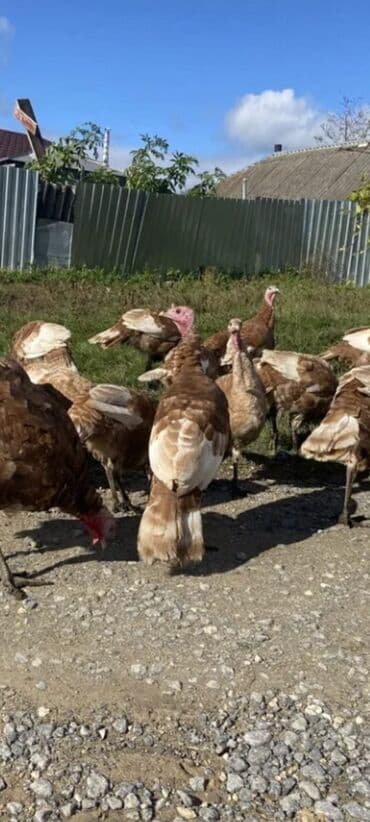 cins inekler azerbaycanda: Salam alekum bu hidusqa satandab 5 hidusqa zakaz etmisik pulu atmisiq — 2