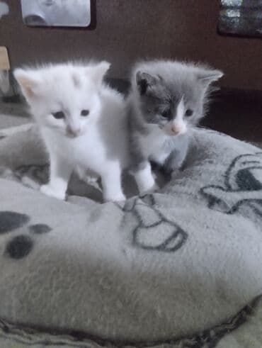 Erkək, Dişi, Yaxşı əllərə, Ünvandan götürmə