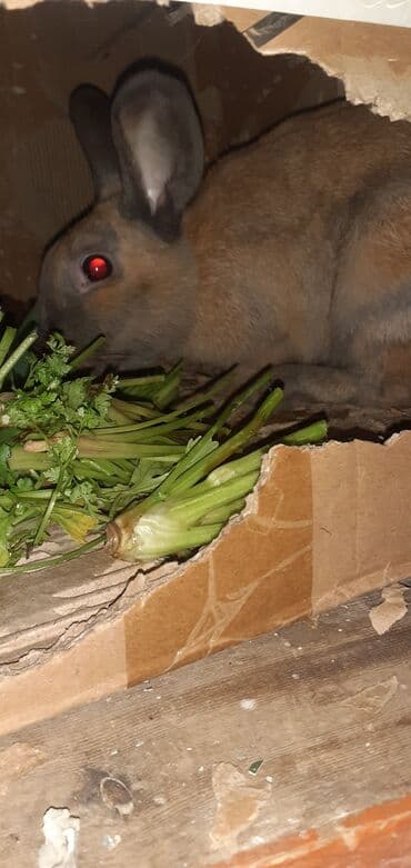 Другие животные: Ev dovşanı - Növ: sort dovsandi boqazdi 10 gune doqacaq — 1