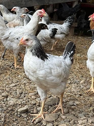 kuçinka toyuqları: Kənd çolpaları 900qr - 1 kq Çox sayda alana qiymətdə endirim — 4