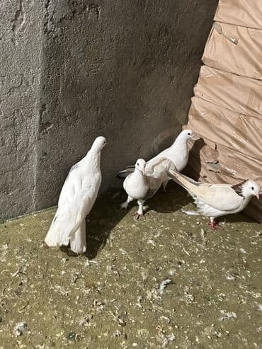 Alfa Romeo: Kom 10 nan — 1