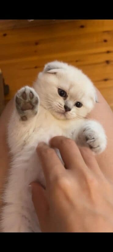 мейн кун купить в баку: Şinşilla, Erkək, Cütləşmə üçün, Ünvandan götürmə, Ödənişli çatdırılma — 3