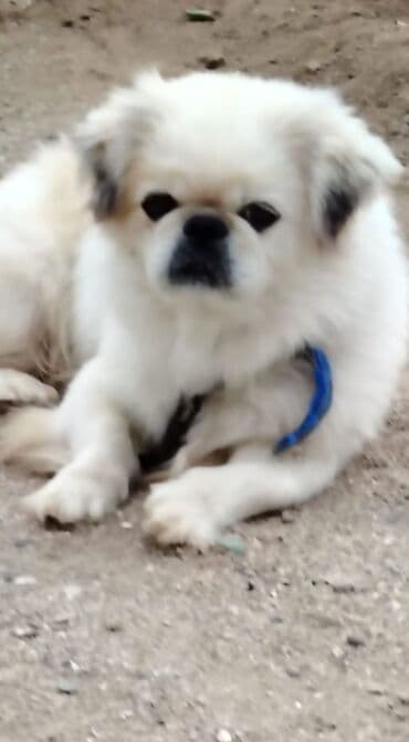 balıg: Pekines, 1 il, Erkek, Ödənişli çatdırılma — 2