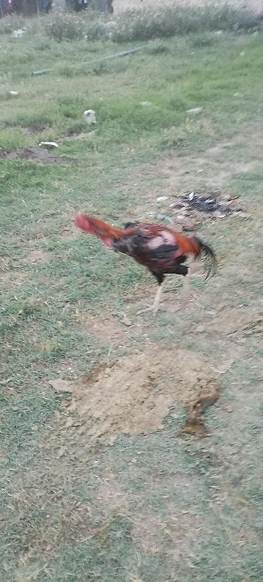 ucuz gullər: Salam alekum kim qapısına yaxşı hevan isdiyir buyurusun dedesi şamo — 7