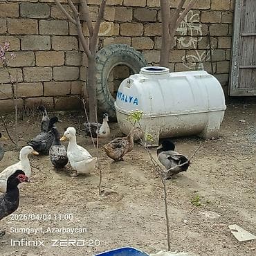 ördek balasi: 16 dənə say seçmə ördəklərdi şəkillərindən görunur hamsını alana — 10