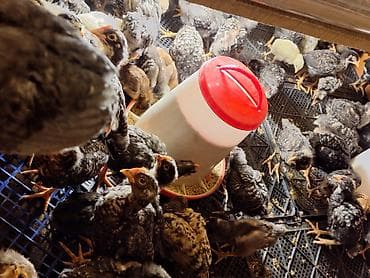 ucuz toyuq satisi: Toyuq cücələri, Ətlik, Ödənişli çatdırılma — 2