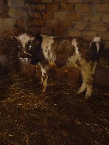 Satılır – erkeyi di cidi şexsler zengin vursun