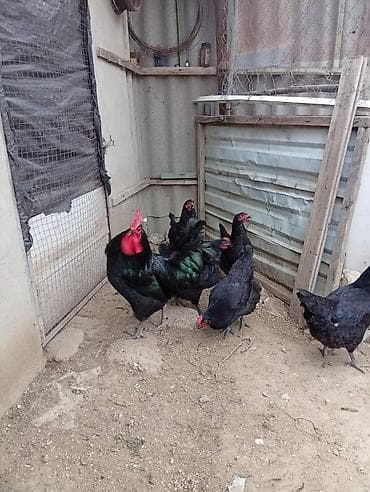 kend toyuqları: Toyuq, Australorp, Yumurtalıq, Ünvandan götürmə — 6