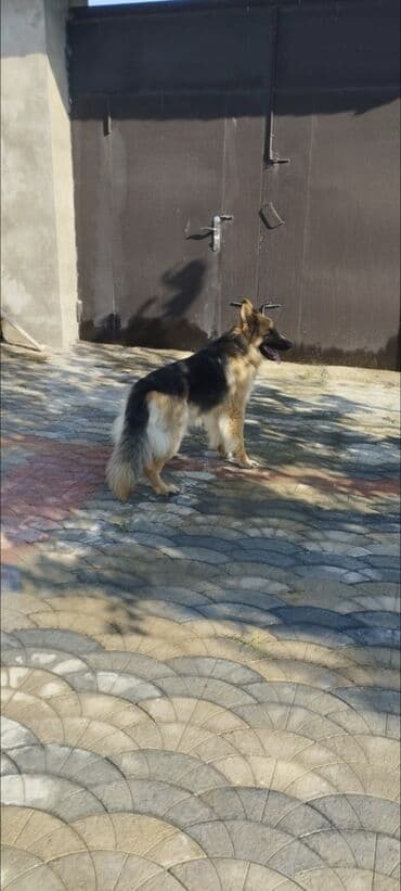 alman çoban köpeği: Alman çoban iti, 2 il, Erkek — 2