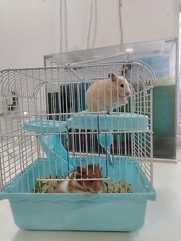 Hamster sağlam balalardır Qəfəs ilə bir yerdə satılır çatdırılma var