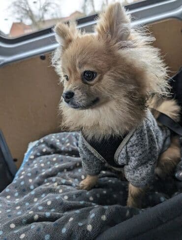 Audi: Шпиц — 3