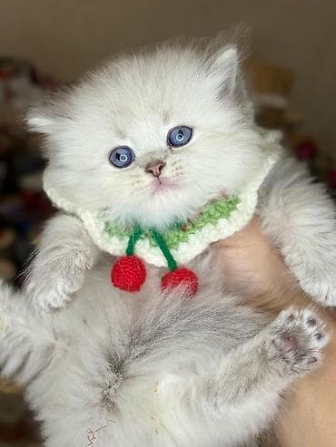 pisik satislari: Şinşilla, Erkək, Yaxşı əllərə, Ünvandan götürmə, Ödənişli çatdırılma — 2