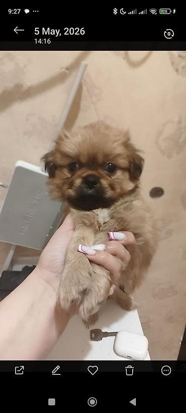 pekines itler: Pekines, 1 ay — 4
