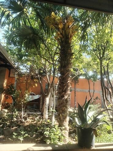 nar ağacı: Tüklü palma ağacı Satılır ünvan aşağı Güzdek qesebesi elaqe saxlaya — 1