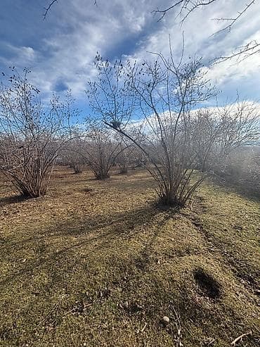 Mənzillər: Satılır: Böyük həyətyanı torpaq sahəsi və kənd evi - Geniş — 3